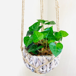 吊り下げて飾ろう『シュガーバイン』『ハートアイビーアイビー』ナチュラルバスケット　壁掛け　観葉植物　インテリア 4枚目の画像