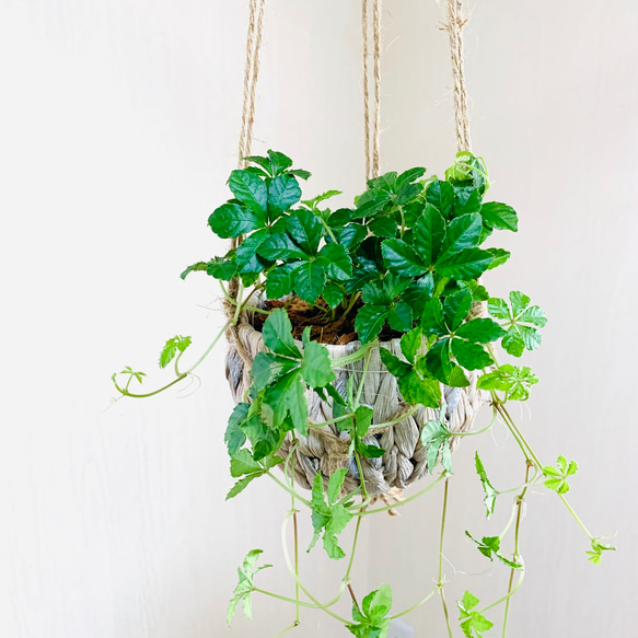 吊り下げて飾ろう『シュガーバイン』『ハートアイビーアイビー』ナチュラルバスケット　壁掛け　観葉植物　インテリア 3枚目の画像