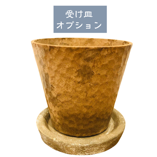 丸い葉っぱ パンダガジュマル ヒノキの香る鉢 4号 観葉植物
