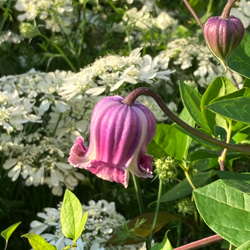 赤壺型クレマチス15粒 多肉植物 植花夢 通販 14322949｜Creema