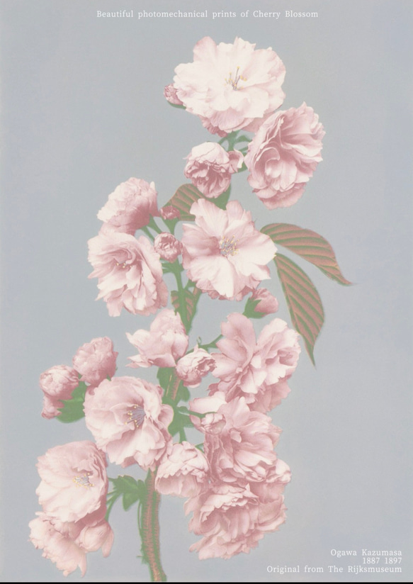 【インテリアポスター】アートポスター　フォトグラファー　小川一真　花　レトロ　桜　写真家　日本　和 5枚目の画像