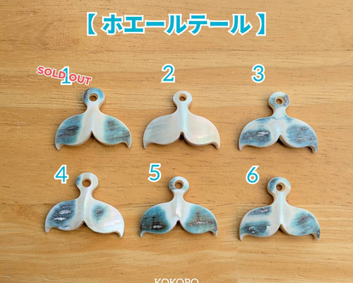 夜光貝の机 楽天市場】【ふるさと納税】徳之島 天城町 夜光貝 ヤコウガイ 刺身用