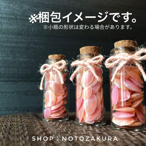 石川県産】幸せを呼ぶ桜貝 片貝100枚セット ☆送料無料☆ その他