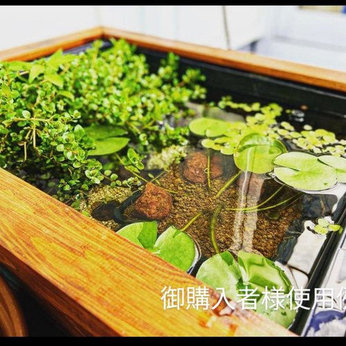 超特大80Lタイプ ビオトープ メダカ・金魚 他 飼育セット トロ舟 超特大80Lタイプ ビオトープ メダカ・金魚 他 飼育セット トロ舟