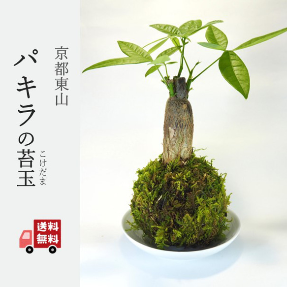 パキラの苔玉』風水パワー☆発財樹☆苔玉☆インテリア☆観葉植物