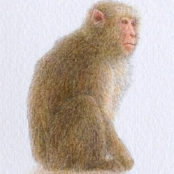 【手描き】　彩色 鉛筆画　No.13  Monkey  Japanese macaque 3枚目の画像