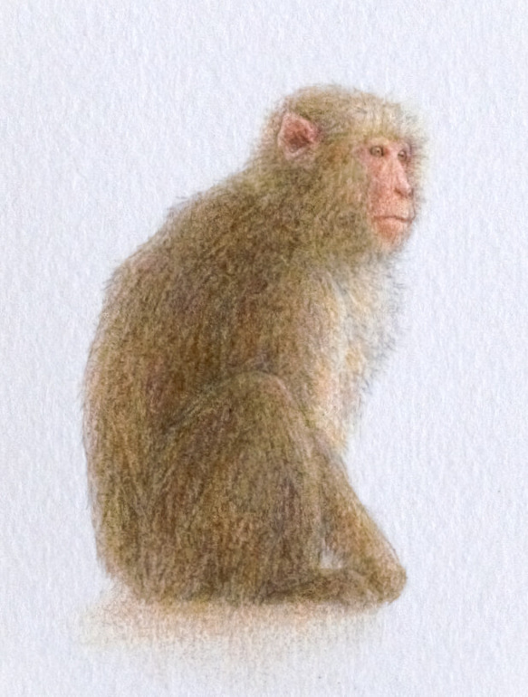 【手描き】　彩色 鉛筆画　No.13  Monkey  Japanese macaque 3枚目の画像