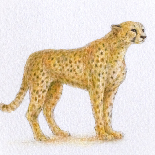 手描き】 彩色 鉛筆画 No.14 Cheetah Cheetah 絵画 小島 加容子