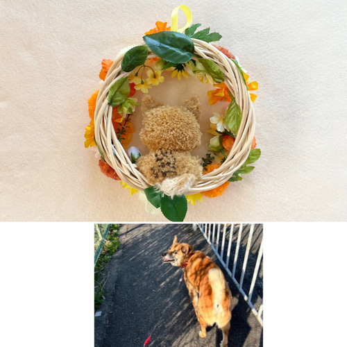 ぽん「3ポメ~お花リース」「ポメと柴犬~インコS字飾り」 ごきげん #ポメ柴 #ポメ豆柴 #ポメラニアン #豆柴 #柴犬 #犬