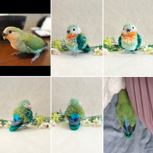 鳥さんのうちの子ぽんぽん（中サイズ） インコ セキセイインコ