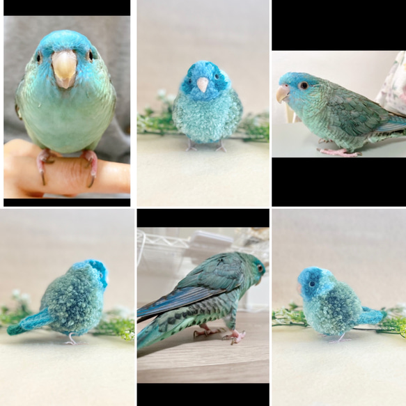 鳥さんのうちの子ぽんぽん　　インコ オカメインコ アキクサインコ コザクラインコ マメルリハ 文鳥 十姉妹 ボタンインコ 16枚目の画像