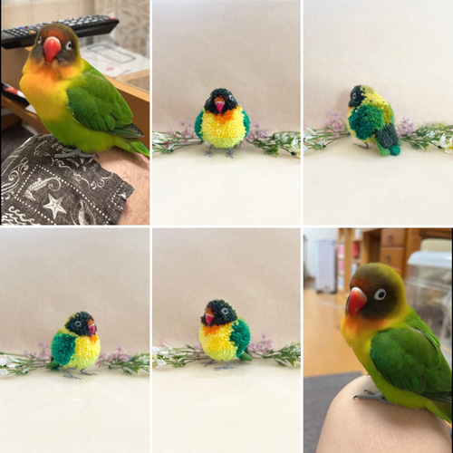 鳥さんのうちの子ぽんぽん（中サイズ） インコ セキセイインコ