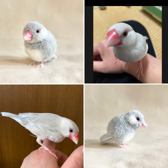 鳥さんのうちの子ぽんぽん　　インコ オカメインコ アキクサインコ コザクラインコ マメルリハ 文鳥 十姉妹 ボタンインコ 9枚目の画像