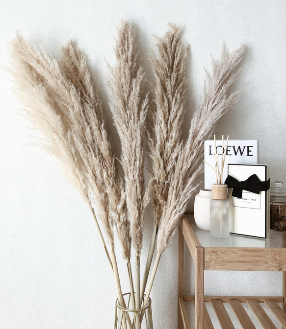 パンパスグラス ベージュ 大 大きい 特大 ドライフラワー I'am