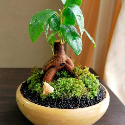 ガジュマルミニ苔盆栽 一輪挿し・花瓶・花器 COCOMOMO KOUBO 通販