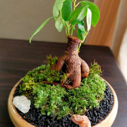 ガジュマルミニ苔盆栽 一輪挿し・花瓶・花器 COCOMOMO KOUBO