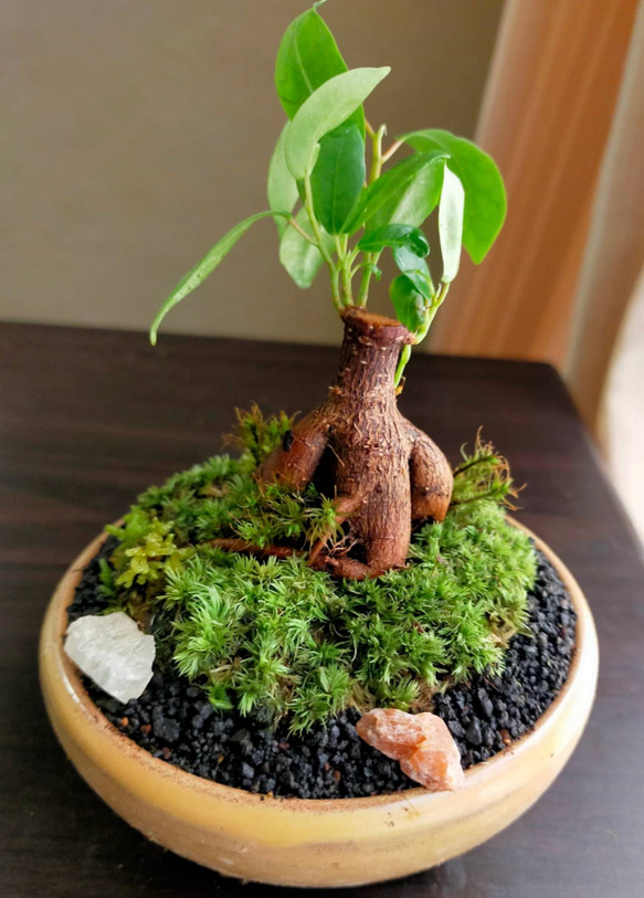 ガジュマルミニ苔盆栽 一輪挿し・花瓶・花器 COCOMOMO KOUBO ガジュマルミニ苔盆栽 一輪挿し・花瓶・花器 COCOMOMO KOUBO