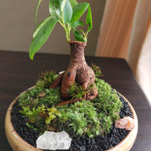 ガジュマルミニ苔盆栽 一輪挿し・花瓶・花器 COCOMOMO KOUBO 通販