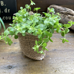 デピーナ♡ペペロミア♡観葉植物♡インテリア 6枚目の画像