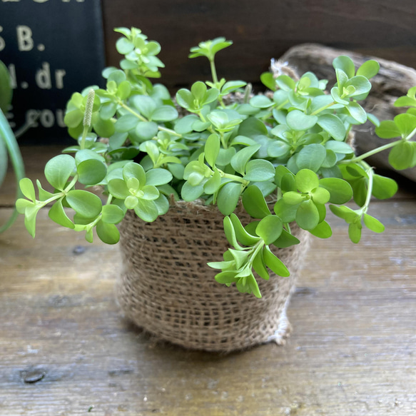 デピーナ♡ペペロミア♡観葉植物♡インテリア 5枚目の画像