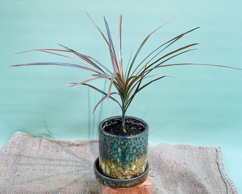 現品　ドラセナ　コンシンネ　レインボー　32番　観葉植物　インテリアグリーン 現品 ドラセナ コンシンネ レインボー 32番 観葉植物 インテリアグリーン