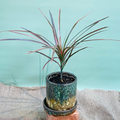 ドラセナ♪【送料無料】コンシンネ レインボー 観葉植物 グリーン