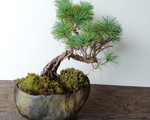 五葉松　幹太いです。 ようやく姿が見えて来ました。 過去の動画より。 盆栽 五葉松 太い枝