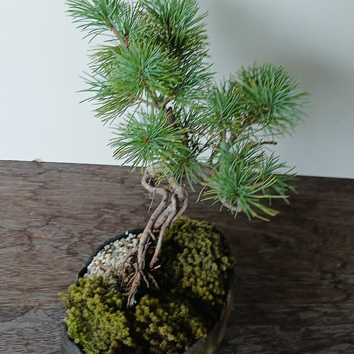 どっしりとした幹から四方に枝を伸ばし風格のある盆栽【五葉松の盆栽