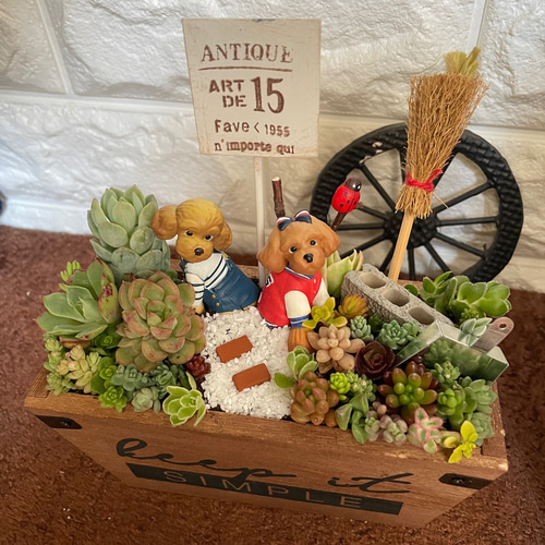 ギフトにも〜受注制作 トイプードルちゃん姉妹箱庭風多肉植物寄せ植え