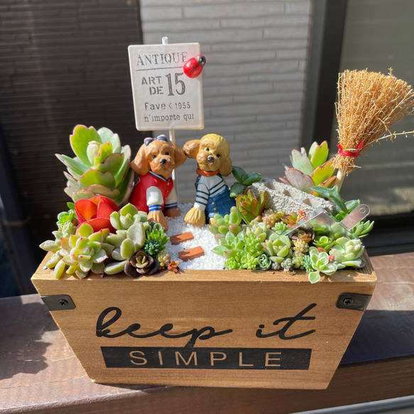 ❤️専用❤️多肉植物❤️そのまま飾れる寄せ植え❤️トイプー手押し車