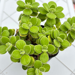 プルビナータ フロスティ 綴化 多肉植物 多肉植物 kanomarihome 通販