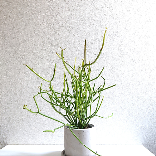 ミルクブッシュ 1 ファイバー鉢 お皿付き ミルクブッシュ 1 ファイバー鉢 お皿付き ミルクブッシュ ファイバー鉢