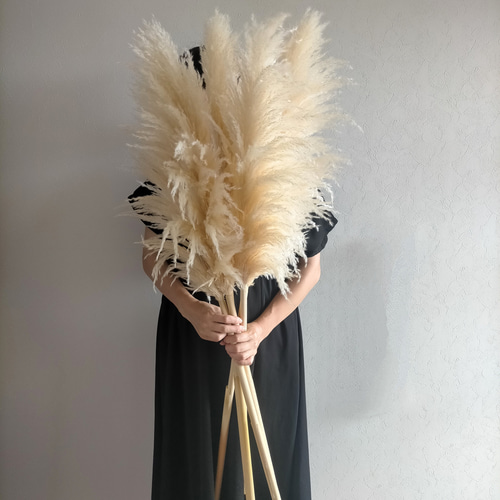 パンパスグラス 特大 L ナチュラルホワイト ドライフラワー インテリア