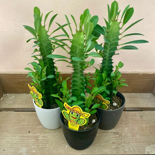 特大】ユーフォルビア 彩雲閣 トリゴナ 多肉植物 観葉植物 おしゃれ鉢