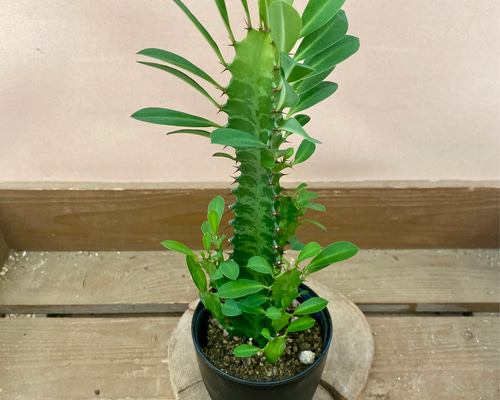 多肉植物 観葉植物 ユーフォルビア 彩雲閣 アートフラワー plant