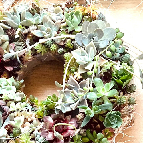 多肉植物リース 紅葉 寄植え リース 20cm 麻リボン クリスマス お正月