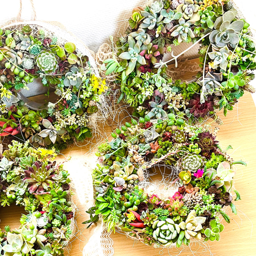 多肉植物リース 紅葉 寄植え リース 20cm 麻リボン クリスマス お正月