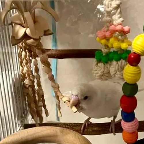 送料無料【本革】 ❤️レザー牛ヌメ革❤️ガシガシ系インコ鳥の