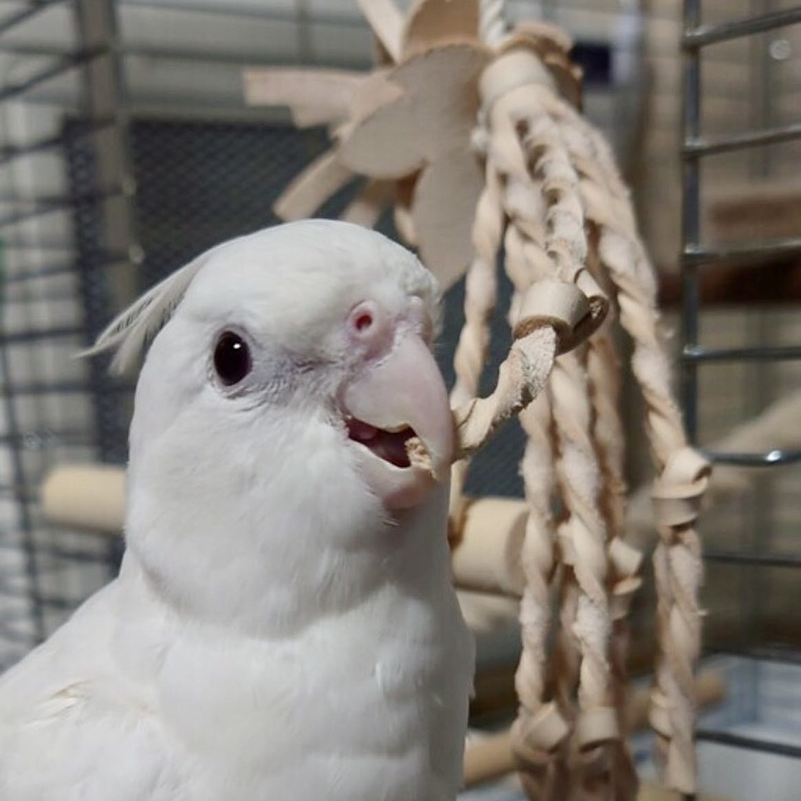 送料無料【本革】 ❤️レザー牛ヌメ革❤️ガシガシ系インコ鳥の