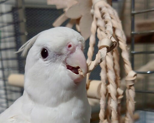 送料無料【本革】 ❤️レザー牛ヌメ革❤️ガシガシ系インコ鳥の