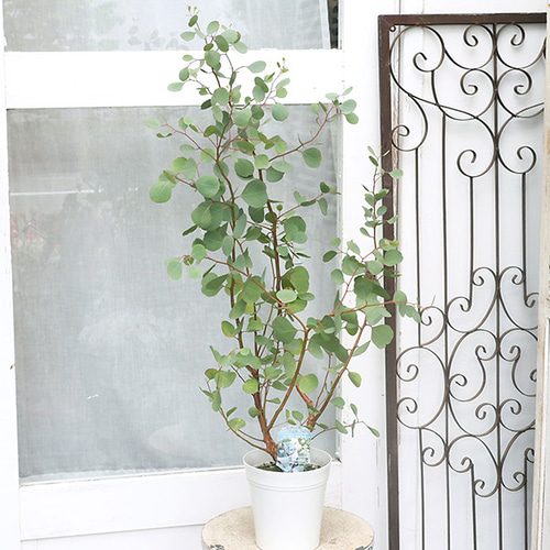 ユーカリ 中型 常緑樹 ユーカリ 中型 常緑樹目立った傷や汚れなし WORLDCLASSFIREWORKS_COM