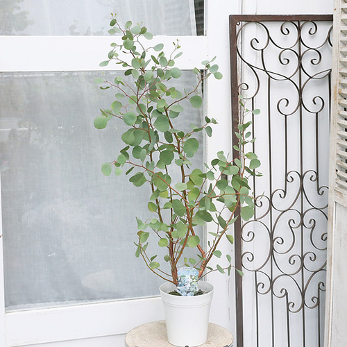 現品販売 常緑苗木 ユーカリ ポポラス(ポリアンセモス) 5号 高さ