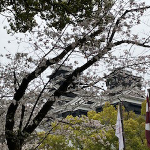 くまモン ver 風呂敷（天草更紗 明美） その他ファッション雑貨 高津
