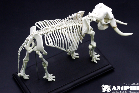 【受注生産】【約24㎝】 アフリカゾウ 縮小全身骨格模型 【 哺乳類 】 5枚目の画像