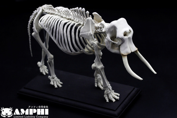 【受注生産】【約24㎝】 アフリカゾウ 縮小全身骨格模型 【 哺乳類 】 2枚目の画像