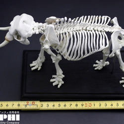 【受注生産】【約24㎝】 アフリカゾウ 縮小全身骨格模型 【 哺乳類 】 13枚目の画像