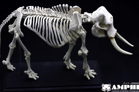 【受注生産】【約24㎝】 アフリカゾウ 縮小全身骨格模型 【 哺乳類 】 7枚目の画像