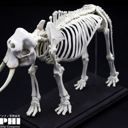 【受注生産】【約24㎝】 アフリカゾウ 縮小全身骨格模型 【 哺乳類 】 1枚目の画像