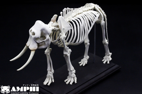 【受注生産】【約24㎝】 アフリカゾウ 縮小全身骨格模型 【 哺乳類 】 1枚目の画像