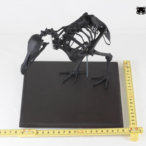 受注生産】【高さ約21cm】 ドードーの縮小全身骨格模型【Dodo